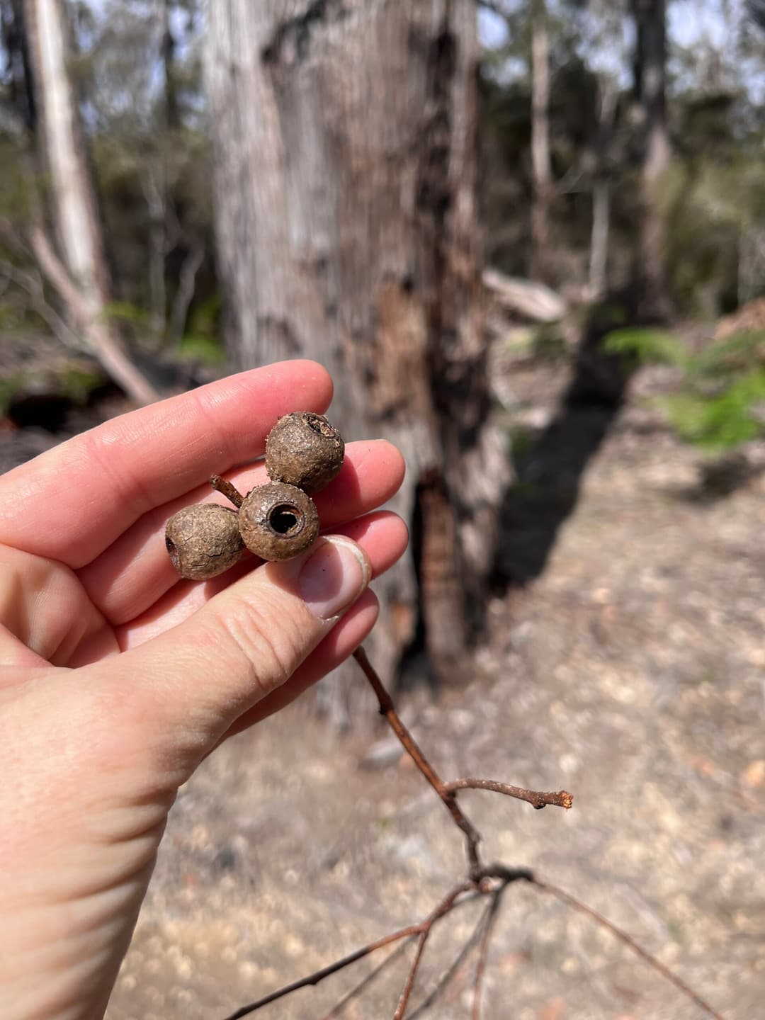 The Trees of Pemberton: How to Recognise Karri, Jarrah, Marri, and More