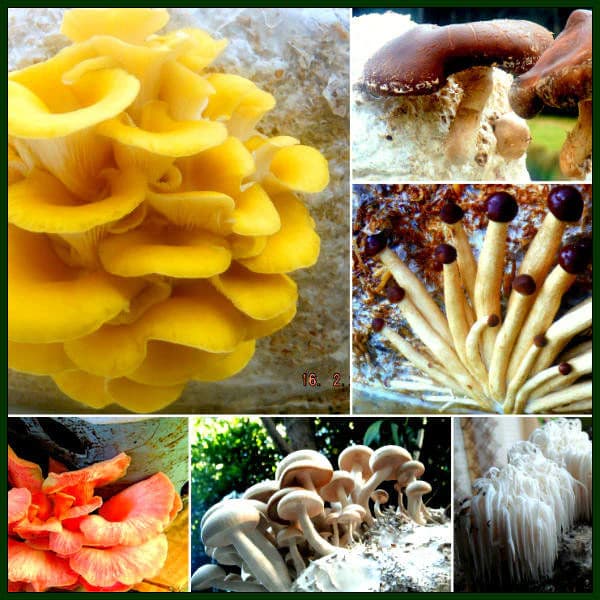 Fungi season in Pemberton