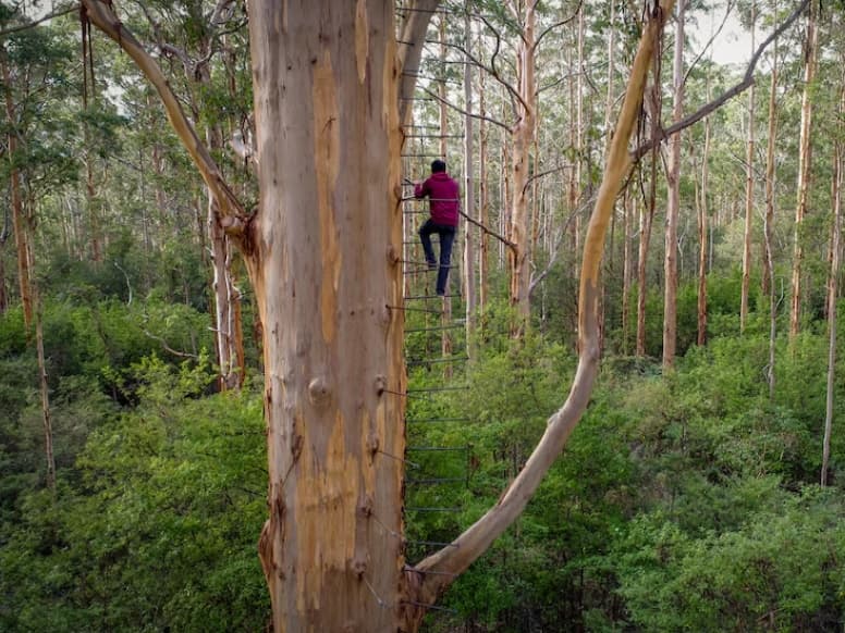 The Gloucester Tree – A New Chapter Begins